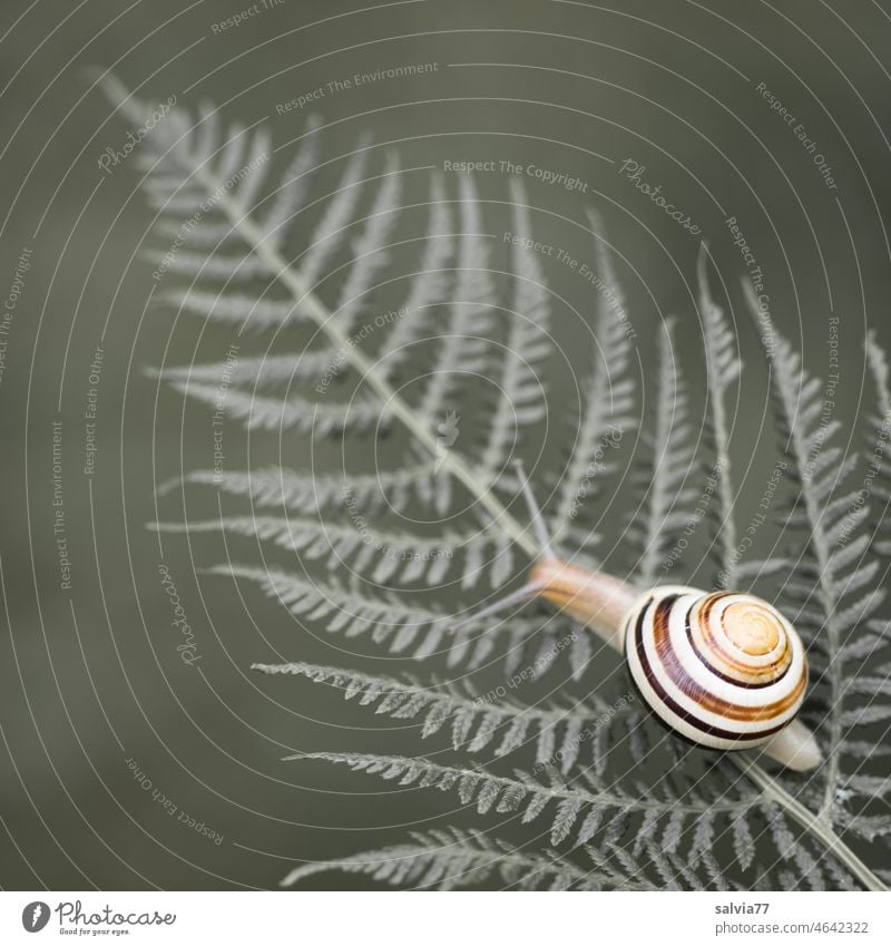 at a snail's pace to the destination Crumpet Fern leaf Slowly Snail shell Contrast Target Feeler Animal Macro (Extreme close-up) 1 Copy Space top Deserted