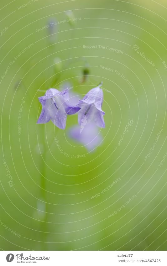 delicate bell flowers Flower Bluebell Plant Nature Blossom Campanula rotundifolia Violet Blossoming Summer Green Shallow depth of field Delicate Pastel tone
