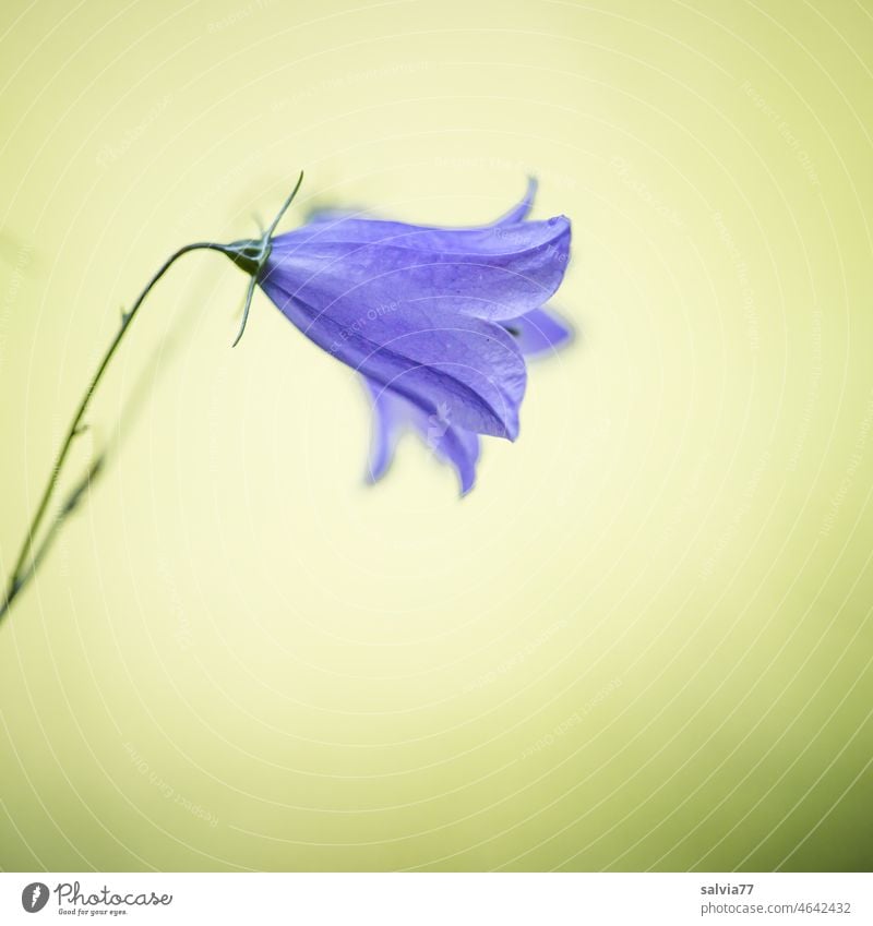 filigree | bellflower Flower Blossom Bluebell Campanula Blossoming Yellow Neutral Background Delicate Gourmet Shallow depth of field Macro (Extreme close-up)