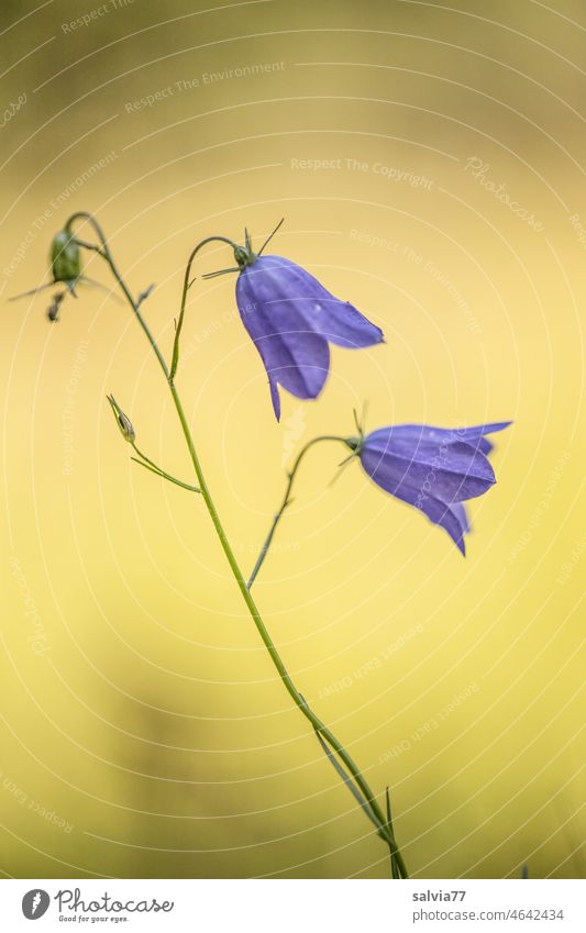 two bellflower flowers, delicate and filigree Flower Blossom Bluebell Campanula Blossoming Yellow Neutral Background Delicate Gourmet Shallow depth of field