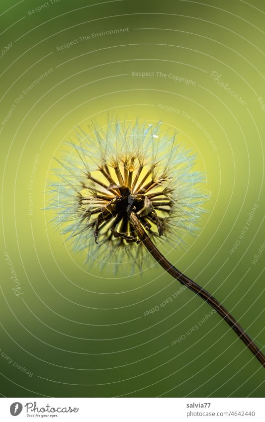 dandelion Nature seed stand Plant Sámen Flower Isolated Image Neutral Background Blossom Faded Round Mop of curls Back-light Delicate Deserted Ease Soft