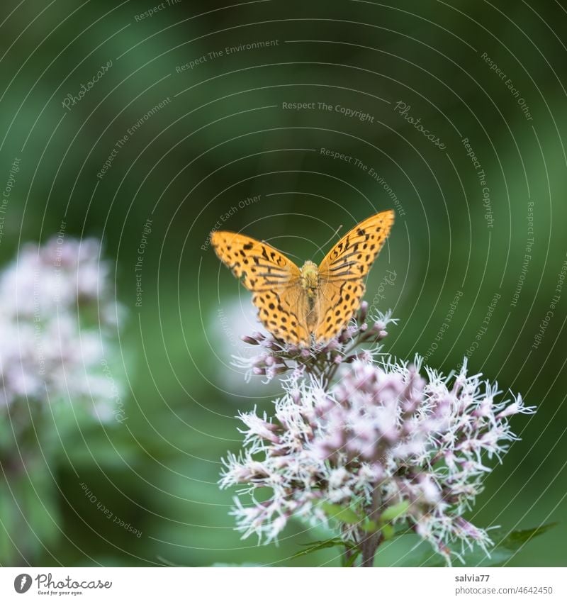 Emperor cloak nibbles on a waterdrop flower Butterfly Silver-washed fritillary Blossom Summer Argynnis paphia Animal Nature Copy Space top Plant lepidoptera