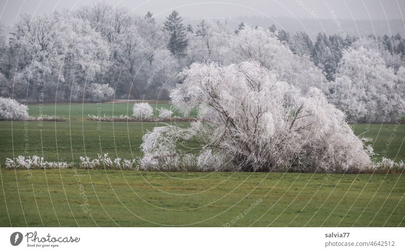 Hoarfrost magic landscape Winter Mature Hoar frost Frost Ice Ice crystal Snow Frozen Cold White Plant Landscape Bushes trees meadows green and brown Contrast