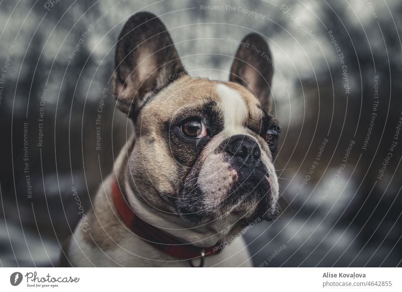 portrait of a french bulldog outside in winter Dog eyes dog face dog portrait brown eyes pet Animal photo Dog photo concentration Looking Observe Colour photo