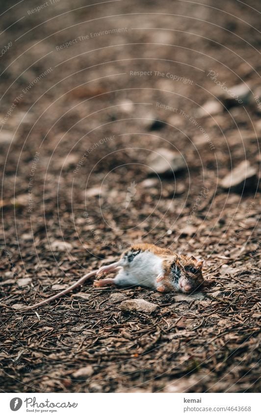 Dead mouse on path Mouse Animal Wild animal Nature Death Animal portrait Worm's-eye view Small Dead animal Lie Transience dead Ground Woodground deceased