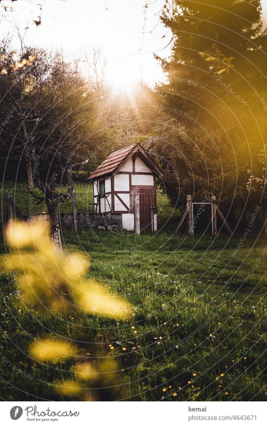 Vineyard hut blossom Spring Sun Sunlight cherry blossom Fruittree meadow Bright kind warm Warmth Nature natural beauty Plant Flower pretty Deserted Hut