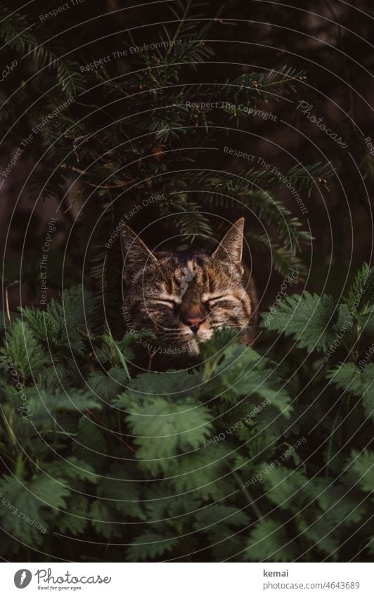 cat Cat Face shrubby Hiding place Head Cute wittily Sit Wait eyes closed Green Brown Nature Animal Pelt Pet Animal face Animal portrait Domestic cat