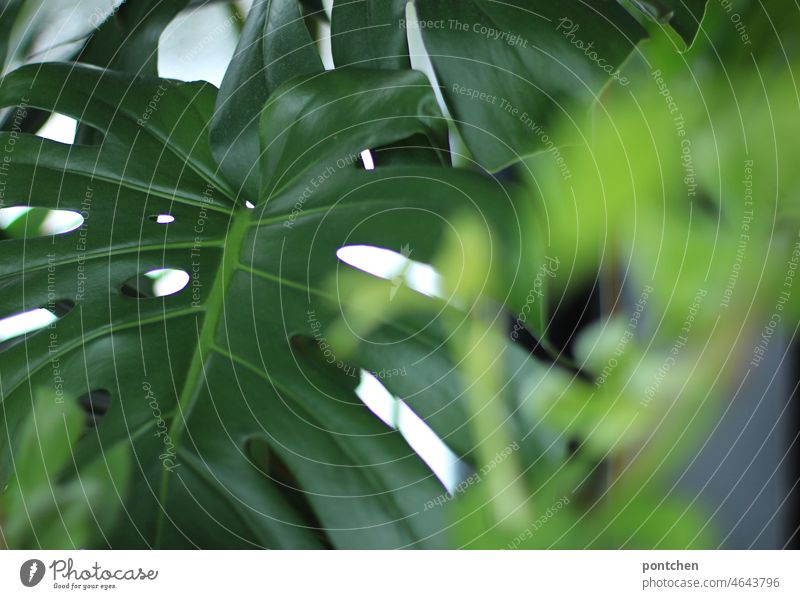 Close up of monstera indoor plant in sunlight Plant Monstera Houseplant sunny indoor climate Pot plant dwell Foliage plant Green Decoration Leaf Colour photo