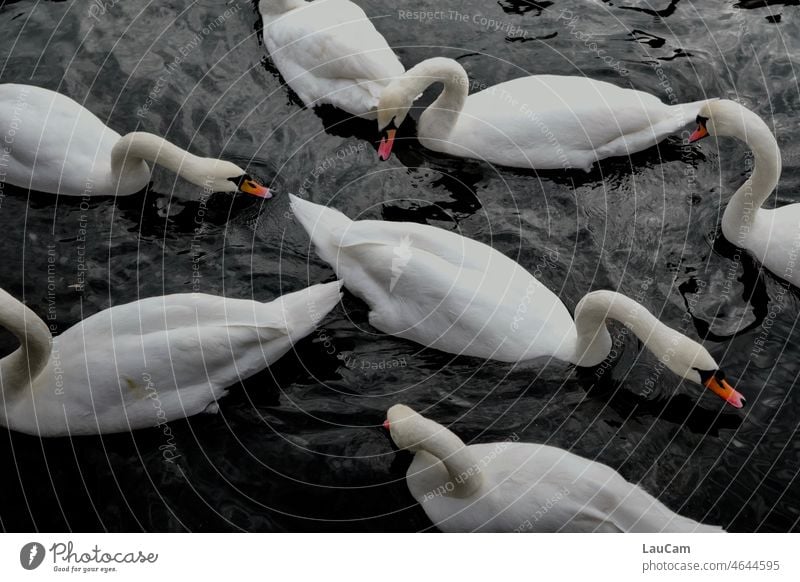 Seven swans Swan Bird Animal Water Beak White Feather Nature Elegant Neck Esthetic Float in the water Pride Swan Lake Pond Grand piano muddled Muddled