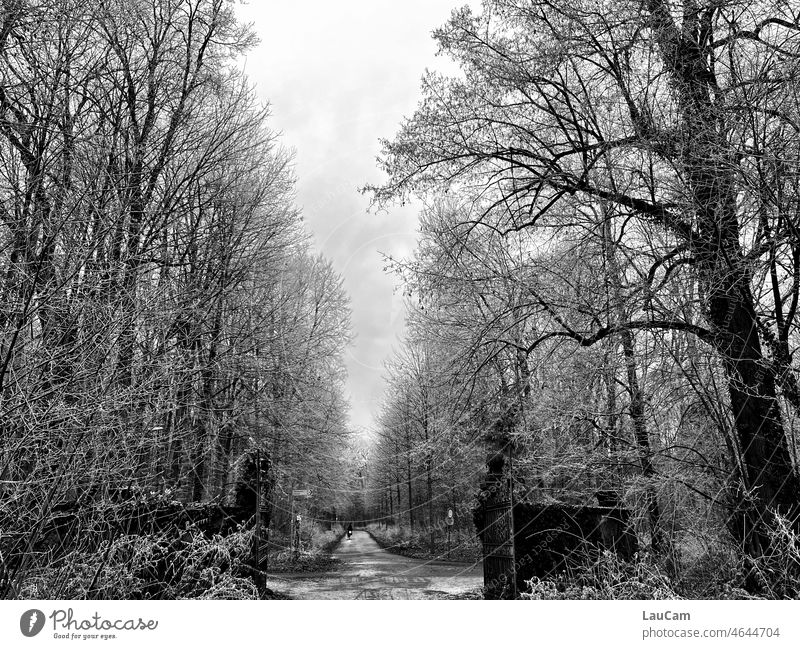 Gate to the winter forest Winter Forest Avenue Tree trees Mature branches Goal Highway ramp (entrance) Snow Bicycle Sky Cold Nature Street Ice Frozen Frost
