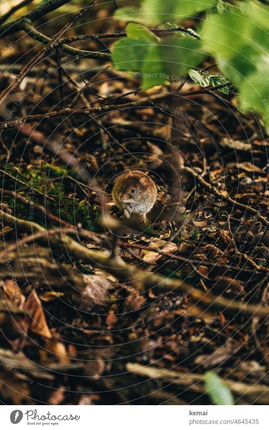 Dormouse Mouse Forest Ground Woodground Under Worm's-eye view Sit look Caution observantly naturally Animal Forest animal Wild animal fauna Crouch Cute