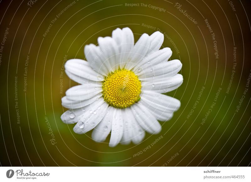 Wall flowers Plant Flower Blossom Small Yellow White Daisy Drops of water Regen County Loneliness Blossom leave Central Isolated Image Deserted Copy Space left