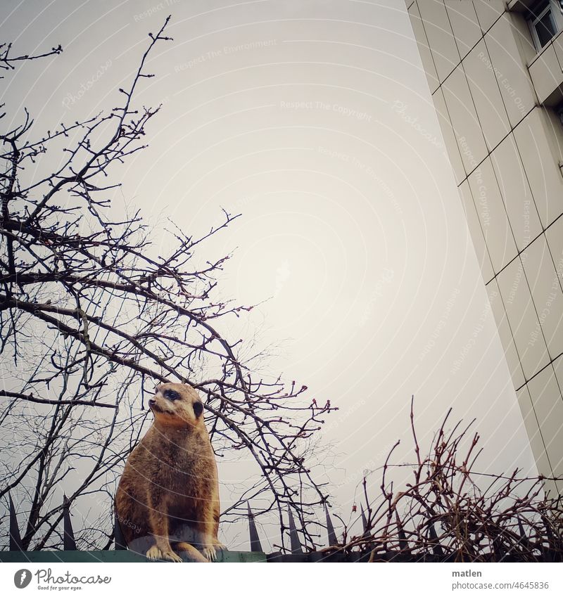 runaways Runaway, meerkat,fence High-rise Sky Zoo Exterior shot Deserted Advertising Tin trees