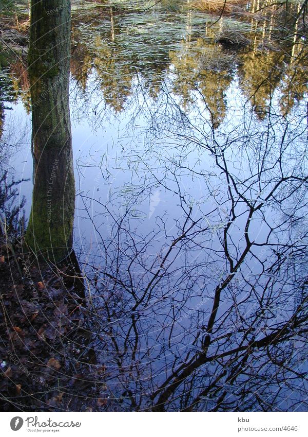 Magic Forest_1 flooded forest fantastic reflection