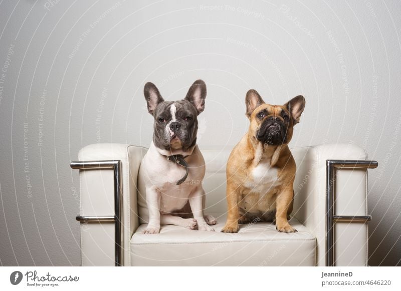 two french mini bulldogs on a lounge chair Bulldog Dog Pet French Bulldog Animal portrait Love of animals Happy animal portrait Observe Cute look Wait