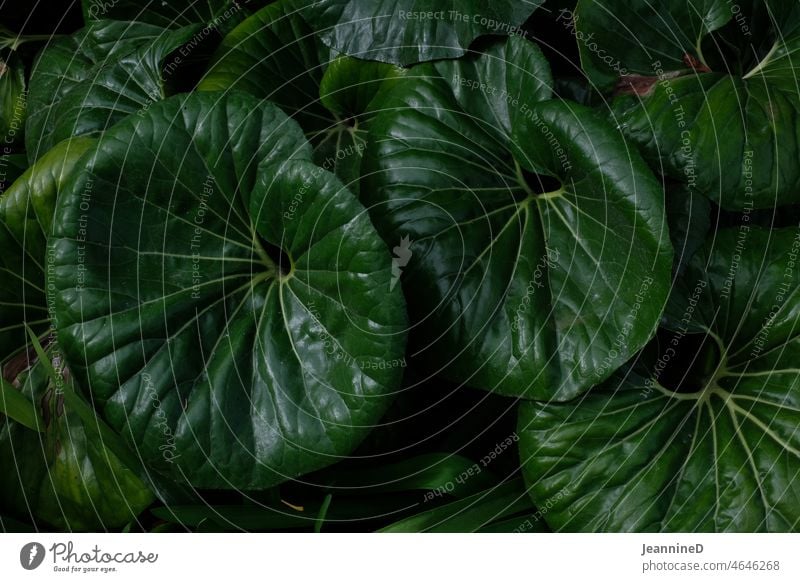 large green leaves Green Foliage plant Plant Nature Leaf large leaves background Botany wax Concealed Botanical gardens Tropical garden Greenhouse Exotic