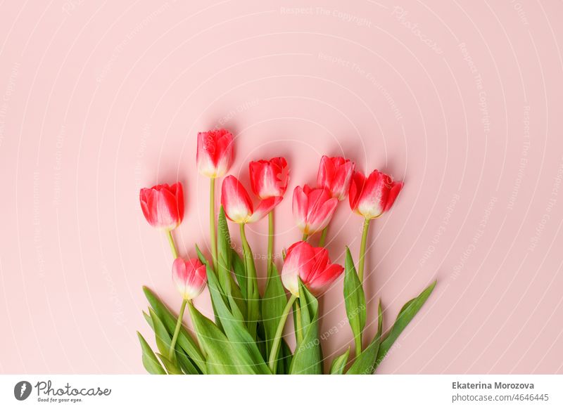 Pink colorful Holiday banner. Bouquet of pink tulips on pastel background. Mother's day, Valentines Day, Birthday, Wedding celebration concept. Hello Spring, Copy space, top view, greeting card banner