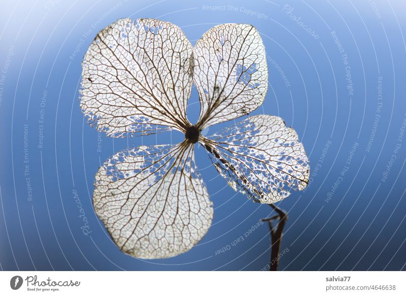 filigree | withered hydrangea flower Hydrangea blossom Nature Blossom Plant Transience Rachis flower structure Back-light Delicate Neutral background