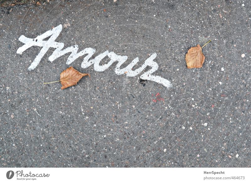 Love is just a word Autumn Leaf Paris Characters Gray White Disappointment Loneliness amour Transience Asphalt Word Hope Declaration of love With love