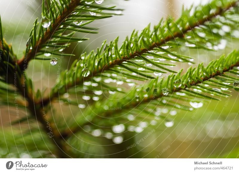 rain Plant Rain Tree Fir tree Coniferous trees Fir needle Forest Wet Thorny Green Drops of water Colour photo Exterior shot Deserted Day Shallow depth of field