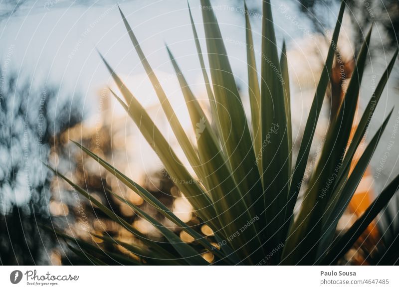 Agave leaves agave plant Agave leaf Nature Green Plant Environment Copy Space Succulent plants Close-up Structures and shapes Detail