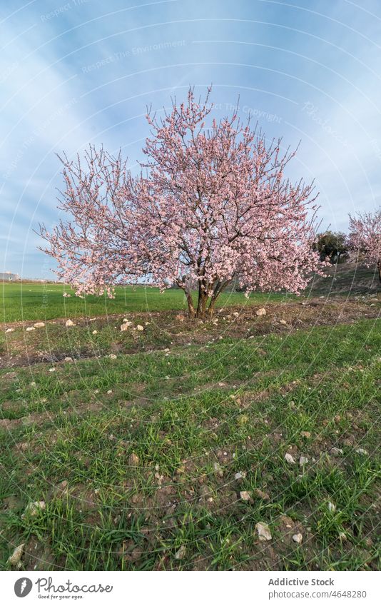 Blooming tree with pink flowers in grassy valley bloom lush grow lawn flora countryside environment meadow spring blossom inflorescence nature fragrant season