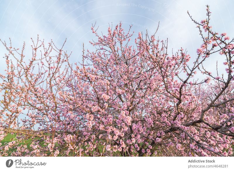 Blooming tree with pink flowers in grassy valley bloom lush cherry grow lawn flora countryside meadow spring blossom inflorescence nature sakura fragrant season