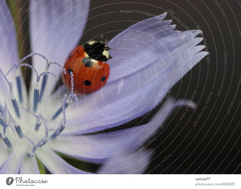 stroke Summer Plant Animal Flower Wild plant Wild animal Beetle 1 Touch Blossoming Fragrance Crawl Sit Glittering Blue Red Black Beautiful Colour Nature Moody