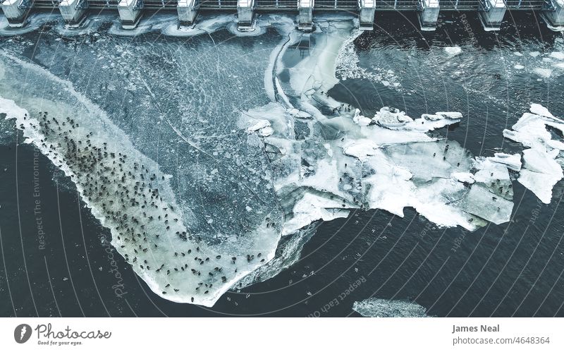 Aerial view of a closed dam with massive ice sheet extending from it with huge group of ducks along the edge standing on it and swimming around it. color nature