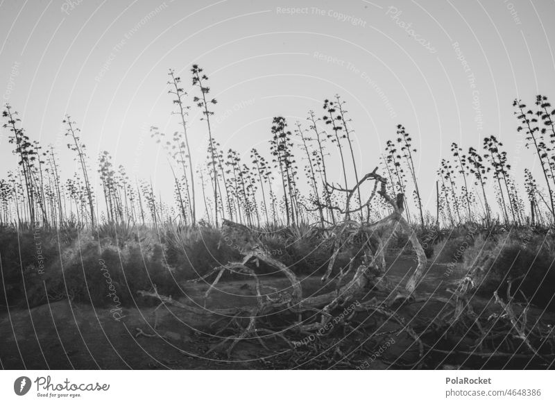 #A0# after us Agave Agave blossom agave plant Agave leaf agave syrup Agave syrup Desert Desert plant desert landscape Black & white photo Mystic Root Surrealism