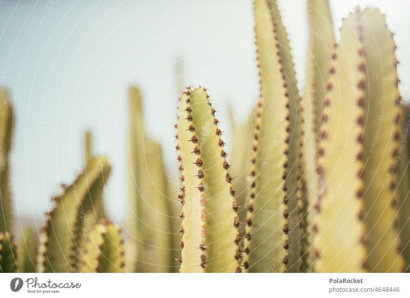#A0# Cactus green Desert ardor Habitat cacti Cactus flower Cactusprickle cactus plant Cactus field Canaries Canary Islands Fuerteventura aridity