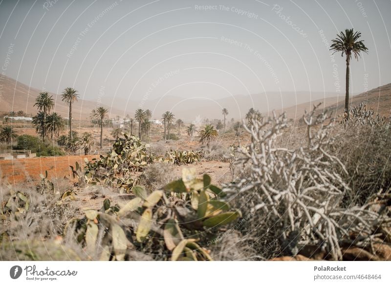 #A0# Calima Sandstorm sandy Canaries Canary Islands canary island Fuerteventura Palm frond Palm tree palms palm garden Nature Summer Tourism Vacation & Travel