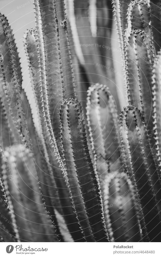 #A0# Black spikes succulent Succulent plants aridity Fuerteventura Canary Islands Canaries Cactus field cactus plant Cactusprickle Cactus flower cacti Habitat