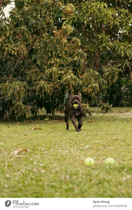Pitbull Playing in Garden. staffordshire terrier canine puppy pitbull tennis ball running skipping biting excited jumping happy ear flop joy garden park grass