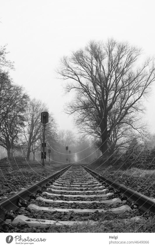 Track bed of a little used railroad line, bare trees at the edge. Black and white shot. Railway tracks Railroad tracks railway line Winter Bleak Gloomy