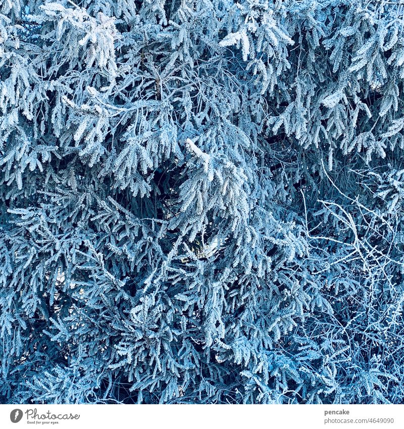 blue-ripe Winter Tree Fir tree Cold Frost ice crystals Ice Hoar frost structures background branches twigs Frozen Twigs and branches Forest Bushes