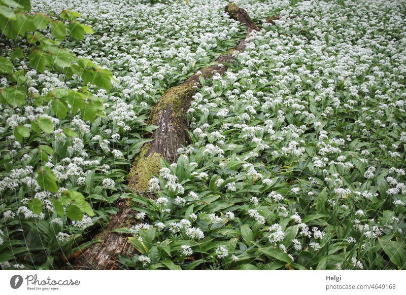 In the wild garlic forest - masses of wild garlic blooming on the forest floor, in the middle of it a weathered moss-covered tree trunk Club moss