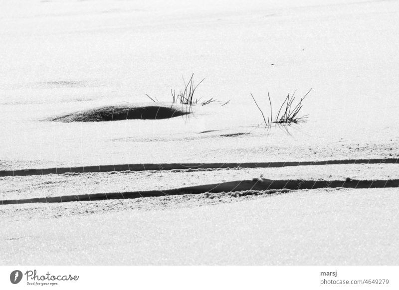 Snow surface with grasses. In front 2 tracks of a skier. Frost Winter Nature Cold naturally chill Snow layer snowfield Snowscape Winter's day Contrast Shadow
