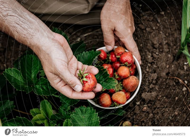 Farmer's hands hold a bowl with ripe strawberries. A man picks strawberries. Natural organic farm product farmer juicy strawberry picking natural harvest
