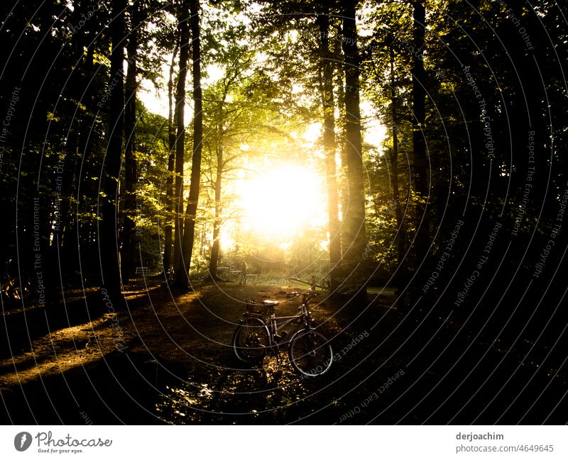 Bicycle ride in the evening in the forest, in almost setting sunshine. Contrast Freedom Nature Sun Relaxation free time Landscape Summer Forest Colour photo