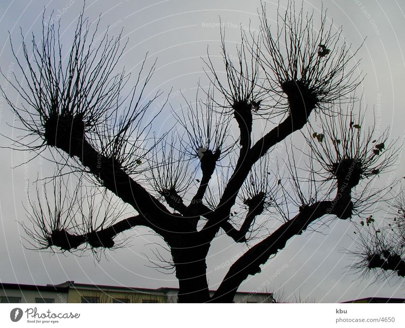 branches Tree Dark Winter Contrast