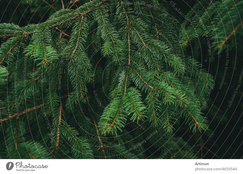 Green pine tree leaves and branches on dark background in the forest. Nature abstract background. Green needle pine tree. Christmas pine tree wallpaper. Fir tree branch. Beautiful pattern of pine twig