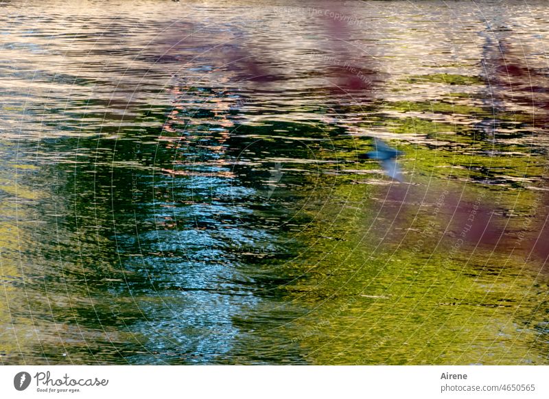 Life in water Water Colour Blue Green colored Red Colour noise Nature Water reflection Waves sparkle Surface of water water level Lighting enlightenment