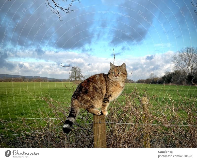 Cat on her favorite p(f)ost Landscape fauna Nature Tieger cat Animal Domestic cat Pelt Animal portrait Meadow trees Day daylight Sit Calm Clouds Horizon Sky