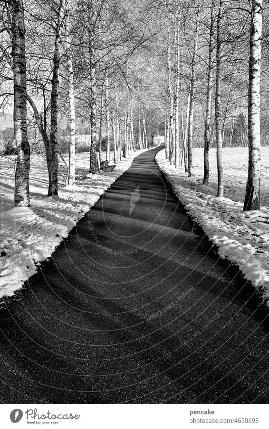 birch avenue in winter off Birch tree trees Birch trees Birch avenue Avenue Symmetry Winter Snow black-and-white Landscape Lanes & trails Central perspective