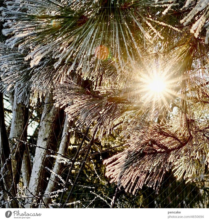 the winter sun / through icy needles burns / flameless glow Sun Winter Tree Jawbone Pine needle rays Embers Cold Hot Burn haiku Warmth Glow Hoar frost Ice
