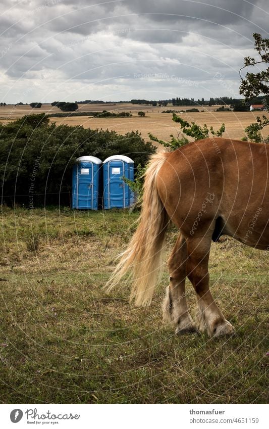 Horses rear end and mobile WC's in the middle of nature Animal Meadow Willow tree Landscape Nature Ponytail behind mobile toilets LAVATORY Clouds Sky WC Cabin