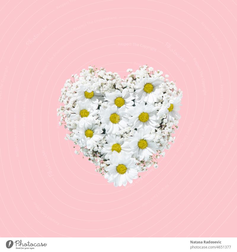 Valentines Day heart made of white flowers isolated on pink background Valentines day bouquet concept summer spring pattern valentine Contemporary Square