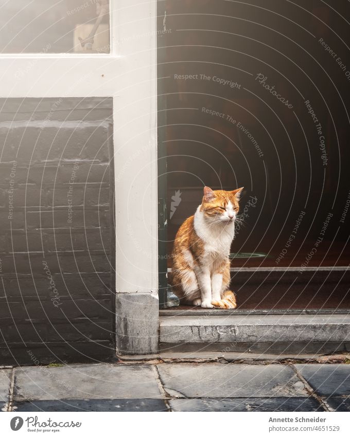 Red cat cats Cat Pet Exterior shot portrait Domestic