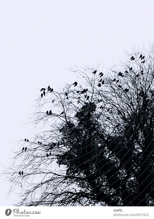 Jackdaws on leafless branches in winter crow birds silhouettes Wild Birds twigs Calm tranquillity melancholically Gray Sparse Gloomy Black grey-black snowless